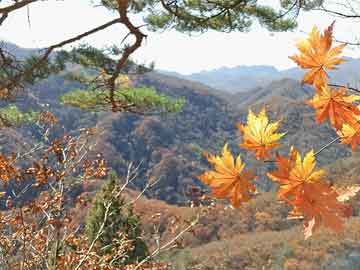 成都到青岛，物流公司也能“飞”